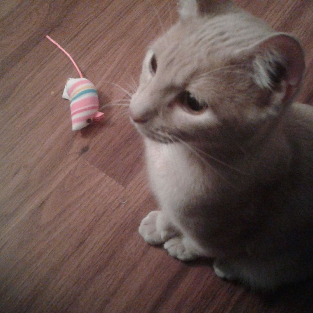 Meet your Posher, Keilah